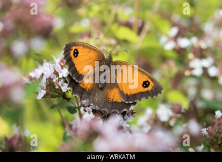 Gatekeeper Schmetterling, pyronia Tithonus, weiblich, in einem Englischen Garten, Powys, UK. Stockfoto