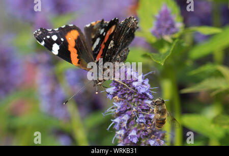 Red Admiral Schmetterling, Vanessa antiopa, Fütterung auf Agastache Garten Pflanze, Mid Wales, Großbritannien Stockfoto