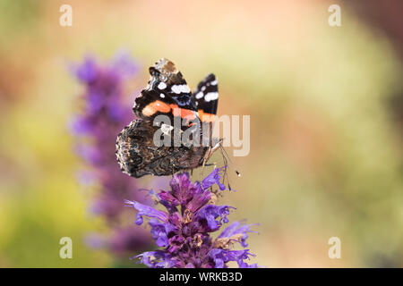 Red Admiral Schmetterling, Vanessa antiopa, Fütterung auf Agastache Garten Pflanze, Mid Wales, Großbritannien Stockfoto