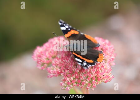 Red Admiral Schmetterling, Vanessa antiopa, Fütterung auf Hylotelephium spectabile, Mid Wales, Großbritannien, September 2019 Stockfoto