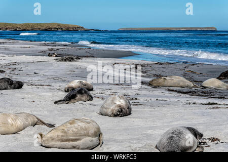 Südliche Elefant Jungrobben, Mirounga leonina Leonina, liegen am Ufer, Sea Lion Island, Falkland Inseln, Süd Atlantik Stockfoto