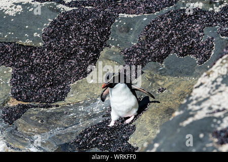 Niedlich, erwachsene Rockhopper Penguin Eudyptes chrysocome, auf den Klippen am Hals, Saunders Island, Falkland Inseln, Süd Atlantik Stockfoto