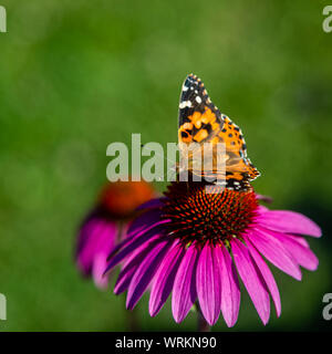 Echinacea Blume, Kegel - Blumen mit Schmetterling auf Stockfoto