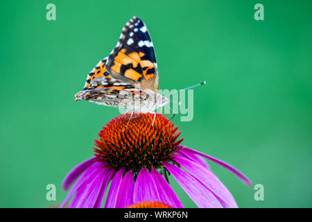 Echinacea Blume, Kegel - Blumen mit Schmetterling auf Stockfoto