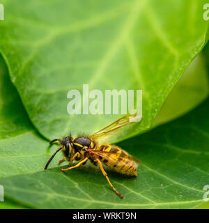 Makroaufnahme einer Wespe Feldwespe (dominula) sitzt auf einem Blatt im Garten. Stockfoto