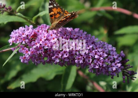 Ein Distelfalter Schmetterling auf sommerflieder Blumen Stockfoto