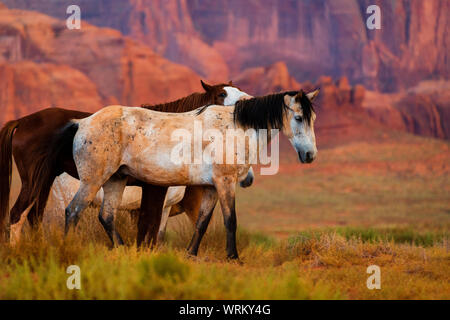 Wilde Pferde im Monument Valley, Arizona, USA Stockfoto