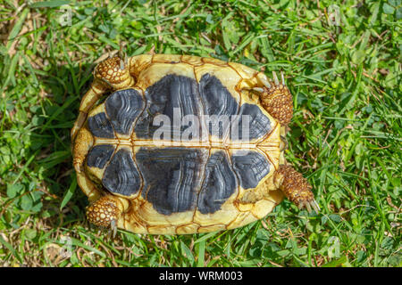 Western Herman's Schildkröte (testudo hermanni hermanni). ​ Nahaufnahme der Plastron, oder an der Unterseite der Schale, zeigen die gegensätzlichen Kontinuierliche gelben und schwarzen Nähten parallel, Seite an Seite, von vorne nach hinten. Eine von drei Identifikationsmerkmale für diese Unterarten nominieren. ​ Stockfoto