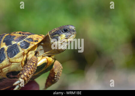 Western Hermann's Schildkröte (testudo hermanii hermanni). Typische Rasse oder Unterart nominieren. Kopf Profil mit dem charakteristischen Zeitliche, postorbital, gelb Patch zwischen Auge und Ohr, oder Tympanon. ​ Stockfoto