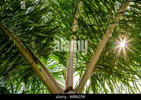 Die Sonne schien durch eine Palme auf dem Weg zum Horizont. Stockfoto