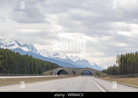 Wildlife Überführung auf der Autobahn in Banff, Alberta Stockfoto