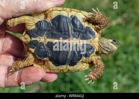 Western Herman's Schildkröte (testudo hermanni hermanni). In der Hand gehalten. Nahaufnahme der Plastron, oder an der Unterseite der Schale, zeigen die gegensätzlichen Kontinuierliche gelben und schwarzen Nähten parallel, Seite an Seite, von vorne nach hinten. Eine von drei Identifikationsmerkmale für ​ ​Nominate Unterarten. Stockfoto