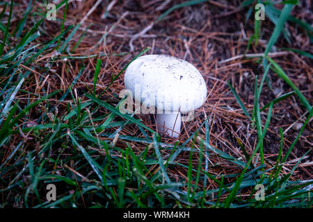 Pilze im Gras nach regen Stockfoto