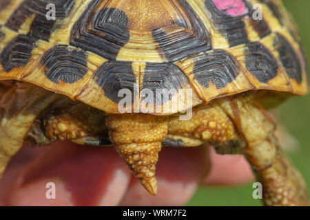 Western Hermann's Schildkröte (Testudi h. hermanni). Heck zeigen Krallen tip den langen Schwanz, ein Hinweis auf eine männliche und geteilte Supra kaudale scute oder Platte, auf dem carapax sofort über den Schwanz. ​ Stockfoto