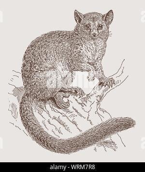 Gemeinsame brushtail Possum (Trichosurus vulpecula) sitzen auf einem Baum. Abbildung: Nach einem Stich aus dem 19. Jahrhundert Stock Vektor