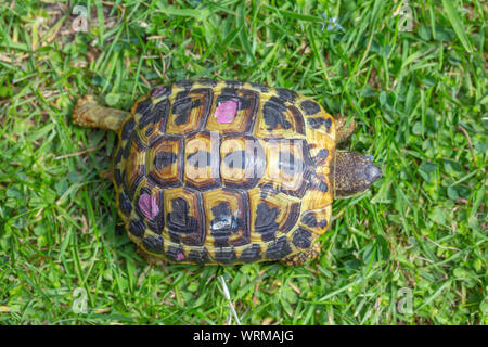 Hermann's Schildkröte (testudo hermanni hermanni). Quadrupedal wandern. Fortbewegung. Auf Gras. Panzers kontrastierenden schwarzen und gelben Markierungen. Temporäre Markierungen von Nagellack Flecken auf scutes die einzelnen Unter ​Others zu identifizieren. Stockfoto