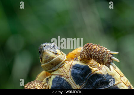 Western Herman's Schildkröte (testudo hermanni hermanni). Identifikationsmerkmale der nominieren Unterarten. Nahaufnahme der Plastron, oder an der Unterseite der Schale. Drei Funktionen, Gelb postorbital Wange Spots, vier Ziffern mit Krallen, Anfang von zwei schwarzen, parallel, kontinuierliche Markierungen gehen über die volle Länge der Plastron. Stockfoto