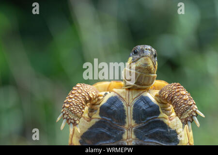 Western Herman's Schildkröte (testudo hermanni hermanni). Identifikationsmerkmale der nominieren Unterarten. Nahaufnahme der Plastron, oder an der Unterseite der Schale. Drei Funktionen, Gelb postorbital Wange Spots, vier Ziffern mit Krallen, Anfang von zwei schwarzen, parallel, kontinuierliche Markierungen gehen über die volle Länge der Plastron. Stockfoto