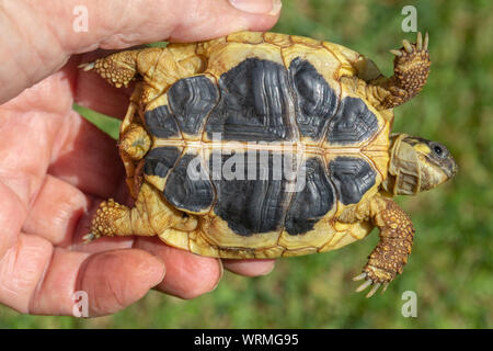 Western Herman's Schildkröte (testudo hermanni hermanni). In der Hand gehalten. Nahaufnahme der Plastron, oder an der Unterseite der Schale, zeigen die gegensätzlichen Kontinuierliche gelben und schwarzen Nähten parallel, Seite an Seite, von vorne nach hinten. Id-Funktion für diese Unterarten nominieren. ​ Stockfoto