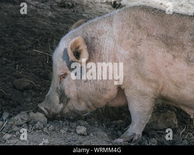 Schwein auf der Suche nach Nahrung auf dem Boden Stockfoto