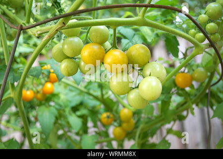 Heirloom Tomaten, ein Cluster von Sungold Kirschtomaten auf die Rebe Stockfoto