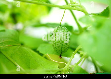 Cucamelon (sauer Mexikanischen Gherkin) wächst an Rebsorten mit grünen Blättern umgeben Stockfoto