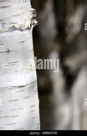 Detail der White birch Tree Trunk Stockfoto