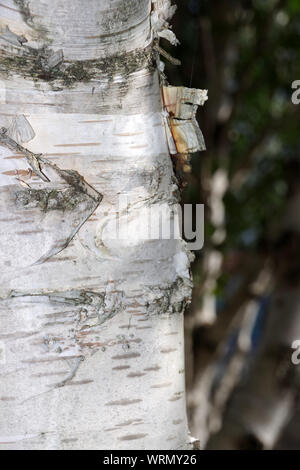Detail der White birch Tree Trunk Stockfoto
