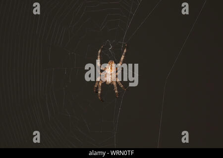 Detail einer Spinne auf einem Webserver mit einem schwarzen Hintergrund Stockfoto