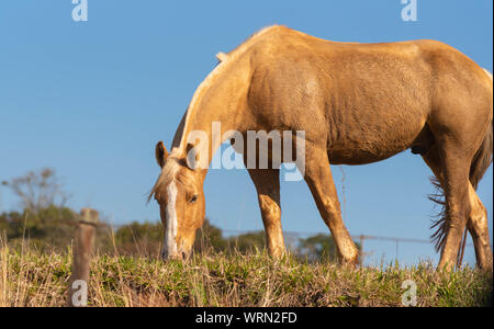 Ein schönes Exemplar des kreolischen Pferdes Rasse in der Zucht und Farm im Süden Brasiliens. Ländliche Landschaft der Betriebe an der Grenze von Brasilien und Ur Stockfoto