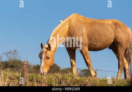 Ein schönes Exemplar des kreolischen Pferdes Rasse in der Zucht und Farm im Süden Brasiliens. Ländliche Landschaft der Betriebe an der Grenze von Brasilien und Ur Stockfoto