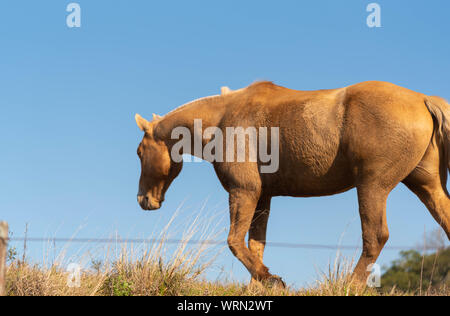 Ein schönes Exemplar des kreolischen Pferdes Rasse in der Zucht und Farm im Süden Brasiliens. Ländliche Landschaft der Betriebe an der Grenze von Brasilien und Ur Stockfoto