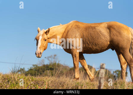Ein schönes Exemplar des kreolischen Pferdes Rasse in der Zucht und Farm im Süden Brasiliens. Ländliche Landschaft der Betriebe an der Grenze von Brasilien und Ur Stockfoto