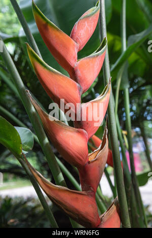 Eine vertikale Shot, in Ecuador, einer Heliconia Anlage mit Rost farbigen Blumen. Stockfoto