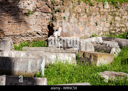 Streunende Katzen Sonnenbaden auf der Oberseite der Ruinen von römischen Säulen an der Piazza Vittorio Emanuele II in Rom Stockfoto