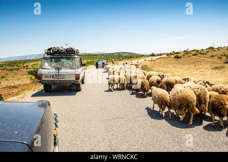 Puke, Albanien - Juli 23., 2019. Schafe auf der Straße Stockfoto