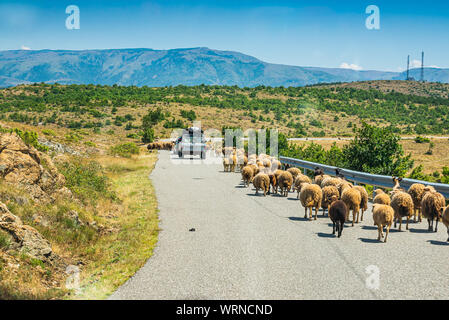 Puke, Albanien - Juli 23., 2019. Schafe auf der Straße Stockfoto