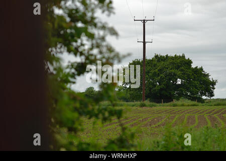 Elektrische Eiche, Wickwar Stockfoto