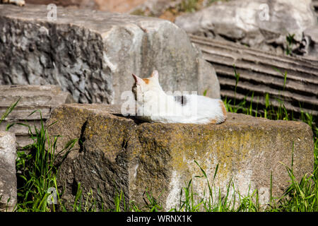 Streunende Katzen Sonnenbaden auf der Oberseite der Ruinen von römischen Säulen an der Piazza Vittorio Emanuele II in Rom Stockfoto