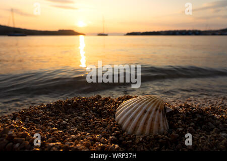 Shell auf dem felsigen Strand bei Sonnenuntergang in Kroatien Stockfoto