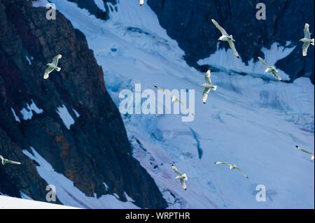 Möwen vor einem Gletscher in den Arktischen Ozean, Hornsund, Norwegen fliegen Stockfoto