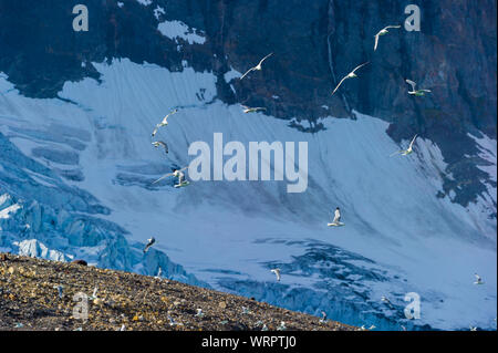 Möwen vor einem Gletscher in den Arktischen Ozean, Hornsund, Norwegen fliegen Stockfoto