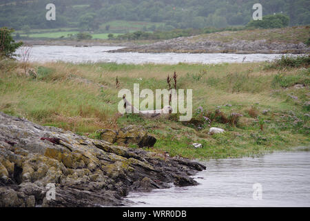 Harbour Seal, Kenmare River Stockfoto