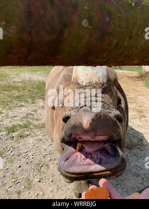 Mehr One-Horned asiatischen Rhino essen in der Wildnis in der Cumberland Ohio. Leistungsstarke Nashorn mit einem Horn rund um Käfig in Gefangenschaft Trab. Endange Stockfoto