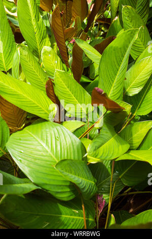 Philodendron "Red Emerald", Blatt haben zwei Farben Stockfoto