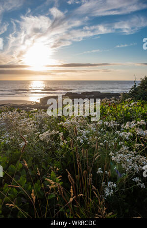 Unberührte, natürliche Oregon Coast Marine bei Sonnenuntergang, mit Wildblumen, während der Goldenen Stunde. In Yachats Oregon. Stockfoto