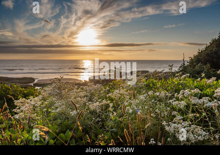 Unberührte, natürliche Oregon Coast Marine bei Sonnenuntergang, mit Wildblumen, während der Goldenen Stunde. In Yachats Oregon. Stockfoto