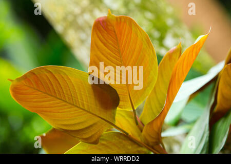 Philodendron "Red Emerald", Blatt haben zwei Farben Stockfoto