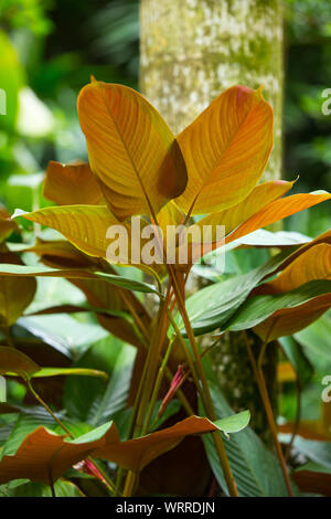 Philodendron "Red Emerald", Blatt haben zwei Farben Stockfoto