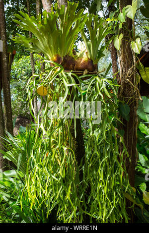 Staghorn Farn im Wald, Green leaf pattern Stockfoto